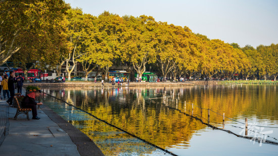 51.西湖风景名胜区北山街-悬铃木-张圣东摄 (2).jpg